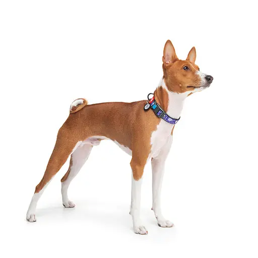 Нашийник для собак нейлоновий Waudog Nylon з QR-паспортом "Рік та Морті 2" пластиковий фастекс XL,Ш 25 мм Д 37-58 см - фото 5