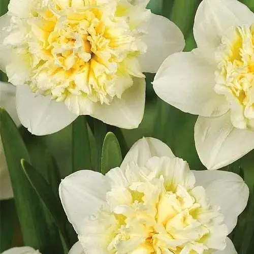 Нарцисс "Ice King" (размер 10/12, большой) 2 шт (17169) - фото 1