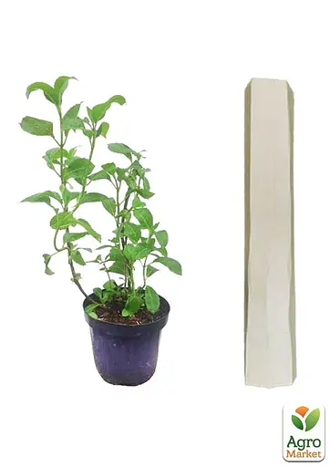 Гортензія 3-х літня деревоподібна "Annabelle" (61518) 1 саженец - фото 5