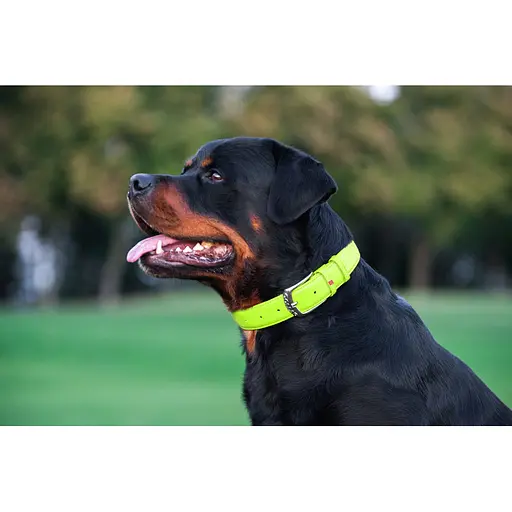 Ошейник для собак кожаный Waudog Glamour с QR-паспортом без украшений L Ш 25 мм Д 38-49 см салатовый - фото 8