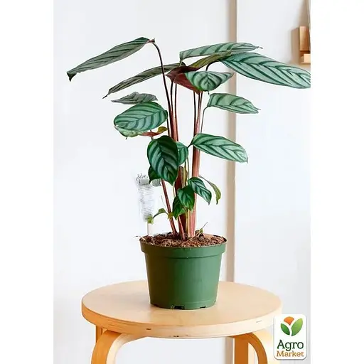 LMTD Ктенанта Agro-Market Compactista 70-90 см (188576)1 саженец в упаковке (комнатный) Нидерланды - фото 2