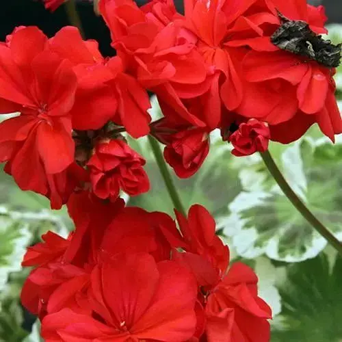 Пеларгонія строкатолиста "Wilhelm Langguth" (185482) 1 саженец - фото 1