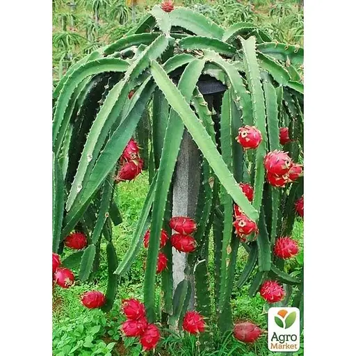 Питахайя 2х-летняя Agro-Market (183099) 1 саженец в упаковке комнатный - фото 1