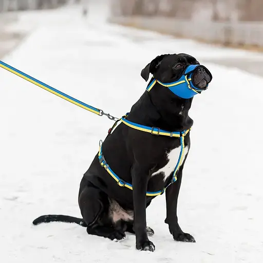 Шлея для собак Waudog Nylon анатомічна H-подібна з QR-паспортом, матеріал нейлон, малюнок "Colors of freedom" - фото 4