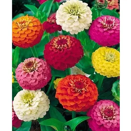 Циния "Карликовая" смесь (Зипер) Весна 1г (19350) - фото 1