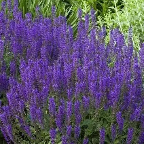 Шавлія Дубравна Sensation Medium Violet (189116) 1 саженец - фото 1