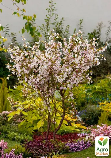 Сакура японская "Койо-но-май" (Prunus incisa Kojou-no-mai) вазон С2 (185104) 1 саженец Нидерланды - фото 3