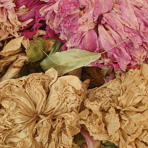 100 г півонія цвіт сушений - свіжий урожай