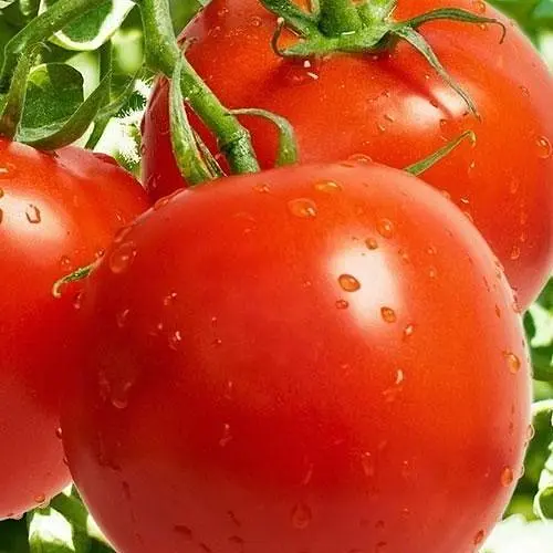 Томат Весна Санька (в банке) Органик 3г (44911) - фото 2