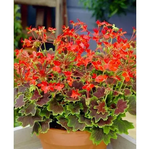 Пеларгония пестролистная "Toscana Choсolate" (185486) 1 саженец - фото 1