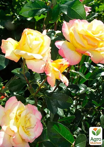 Роза в контейнере чайно-гибридная "Gloria Dei" (саженец класса АА+) (153978) 1 саженец - фото 3