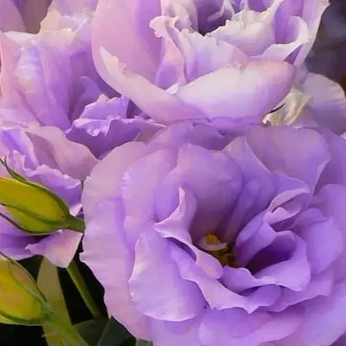 Эустома махровая "Mariachi Lavender" укоренена в контейнере Р9 (51991) 1 саженец - фото 1