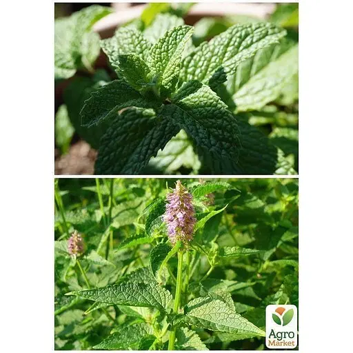 Мята "Золотой юбилей" ТМ "Весна" 2г (32177) - фото 4