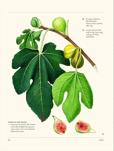 The Secret Language of Plants. Art, Nature Symbolism - фото 4