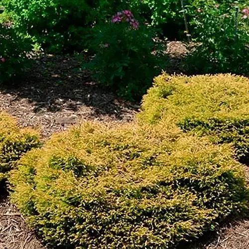 Туя западная Golden Tuffet вазон C2 высота 15-20 см (188074) 1 саженец в упаковке - фото 1