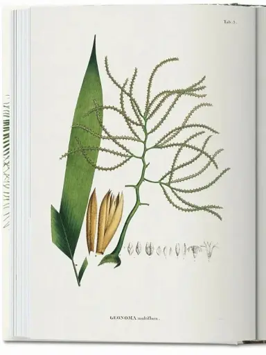 The Book of Palms - фото 3