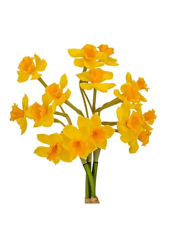 Букет нарцисів "Натхнення", жовтий, 50 см Elisey 9129-007   - фото 3