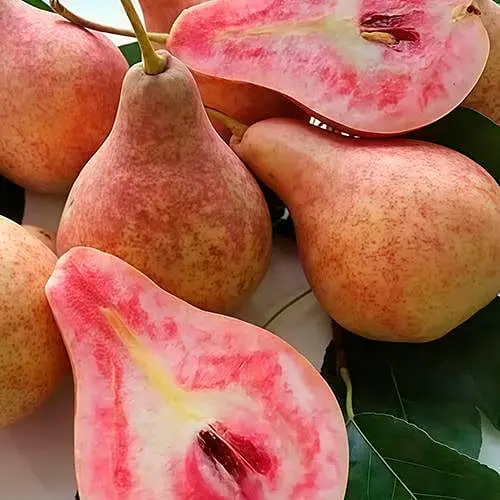 Груша Свадебная Agro-Market укорененная в контейнере саженец 2 года 186586 1 саженец в упаковке - фото 1