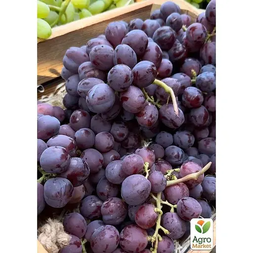 Виноград Agro-MarketРебристый (надранный, большой, сладкий, мясистый) (182236) 1 саженец в упаковке  - фото 1