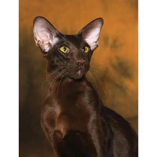 Cats - Фотопулос Джулианна - фото 2