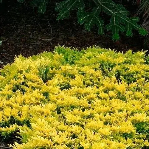 Ялівець горизонтальний Golden Carpet контейнер Р9 висота 15-20 см (24942) 1 саджанець - фото 1