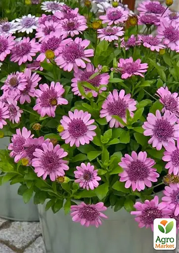 Остеоспермум махровый "3D Pink Bicolor" (контейнер №10 высота 10-20 см) (189843) 1 саженец - фото 2