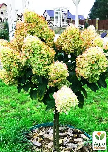 Гортензия метельчатая на штамбе "Candle light" С3 высота штамба 50-70см (62315) 1 саженец - фото 3
