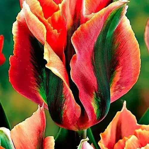 Тюльпан "Artist" (размер 11/12, большой) 3 шт (39285) - фото 1