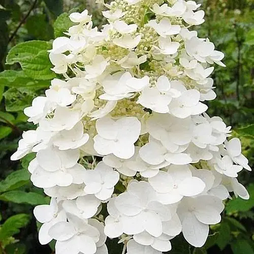 Гортензія 2-річна волотиста "Unique" висота саджанця 20-30см (186211) 1 саженец - фото 1
