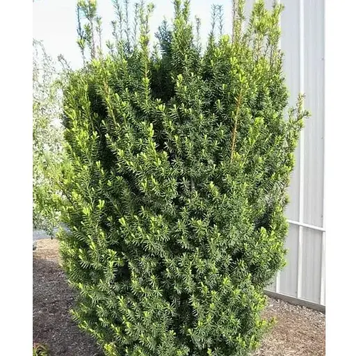 Тис средний "Hicksii" (ком/сетка) высота 100-120см (189066) 1 саженец - фото 1