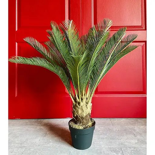 Цикас штучний Hvoya в горщику 85 см