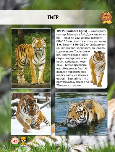 Світ навколо нас. Великі кішки - фото 4