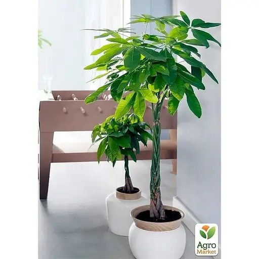 LMTD Пахира Agro-Market Aquatica переплетена 40-50 см (167941) 1 саженец в упаковке (комнатный) Нидерланды - фото 3