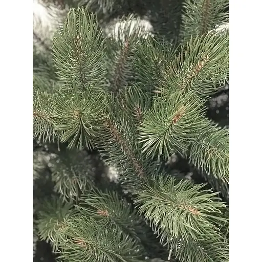 Сосна Hvoya лита 220 см - фото 5