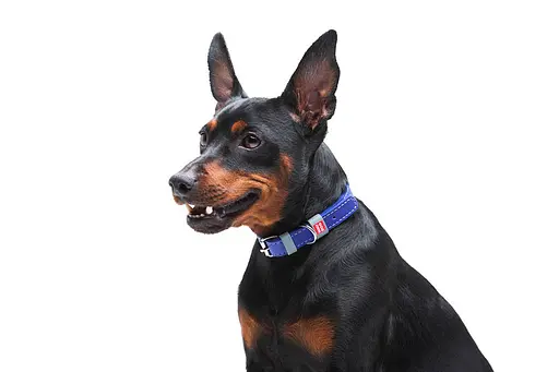 Нашийник для собак шкіряний Waudog Classic Ш 12 мм Д 21-29 см фіолетовий - фото 5