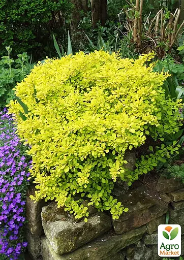 Барбарис Тунберга 2-х річний "Golden Dream" С2 (188046) 1 саженец - фото 2