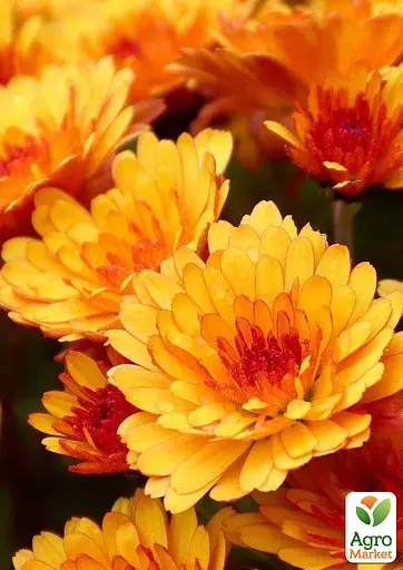 Хризантема мультифлора шаровидная "Milkshake Papaya" (112788) 1 саженец - фото 2