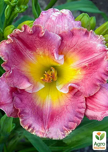 Лилейник "Chance Encounter" 1 шт (36196) - фото 4