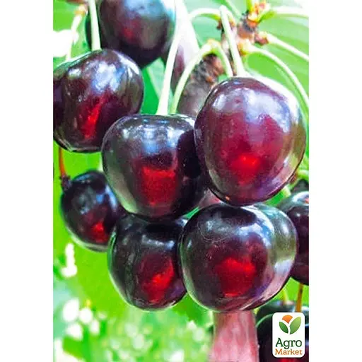 Вишня "Шоколадница" укоренена в контейнере (саженец 2 года) (153034) 1 саженец в упаковке - фото 2