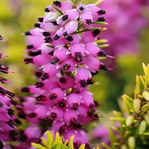 Эрика Eva Gold вазон Р9 (189919) 1 саженец в упаковке - фото 1