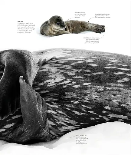 The Science of the Ocean. The Secrets of the Seas Revealed - фото 13