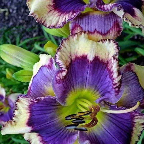 Лилейник "Halloween Effect" (сортовой укорененный в контейнере С1,2) (186035) 1 саженец - фото 1