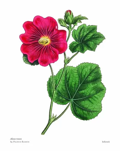 Biblioflora - фото 2