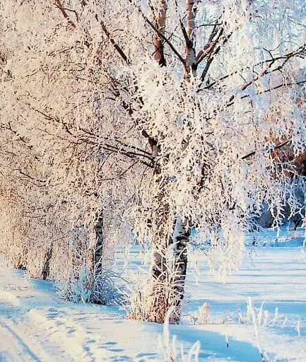 Ісус запрошує на Різдво - фото 6