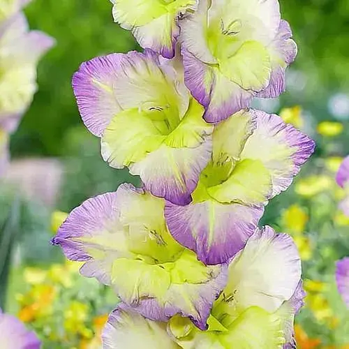 Гладіолус "Moonlight Shadow" (189890) 3 шт Нідерланди - фото 1