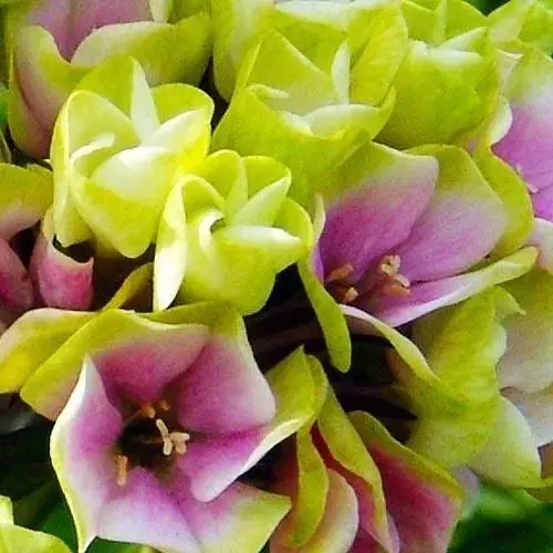 Флокс багаторічний "Sherbet Blend" 1 шт (19434) - фото 1