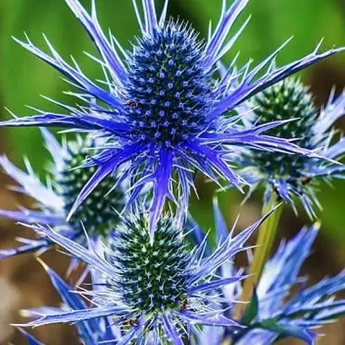 Синьоголовник альпійський "Blue Star" (декоративний сухоцвіт) (183707) 1 саджанець - фото 1