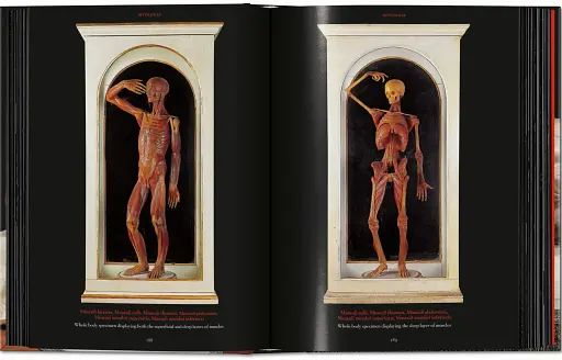 Anatomical Waxes. 45th Edition - фото 13