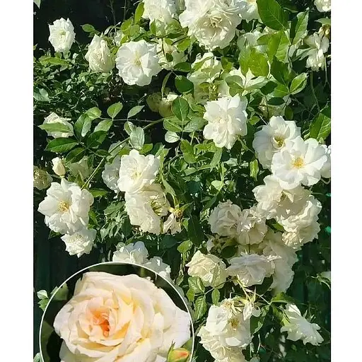 Троянда в контейнері плетиста "Schneewalzer" (саджанець класу АА+) (180860) 1 саженец - фото 1