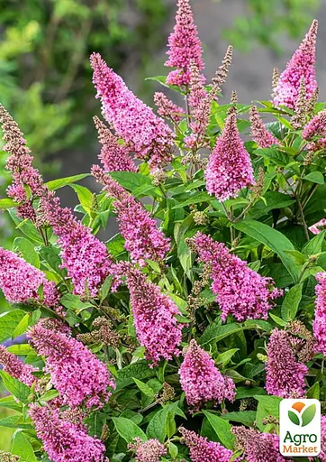 Буддлея 2-летняя "Butterfly Candy Little Pink" С1 (189910) 1 саженец - фото 2